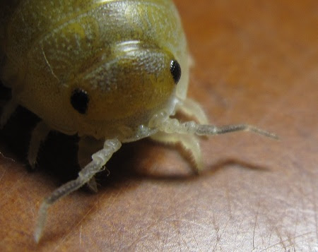 じゅじゅちゃんのダンゴムシ日記 かわい過ぎ
