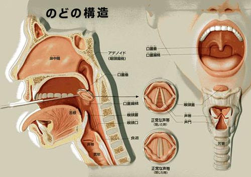 塚原耳鼻咽喉科 Q A診察室