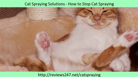 neutered cat spraying  house   stop cat spraying