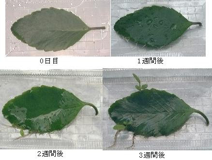 セイロンベンケイソウの不定芽形成とその後の生育