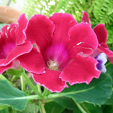 グロキシニアの育て方 ヤサシイエンゲイ