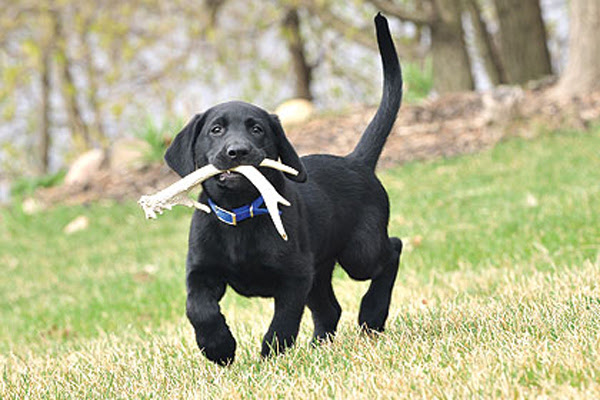 Tips for Shed Hunting with a Dog - Game &amp; Fish