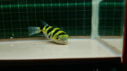あくあしょっぷ石と泉 南米淡水フグ ブラジル 約4 5cm