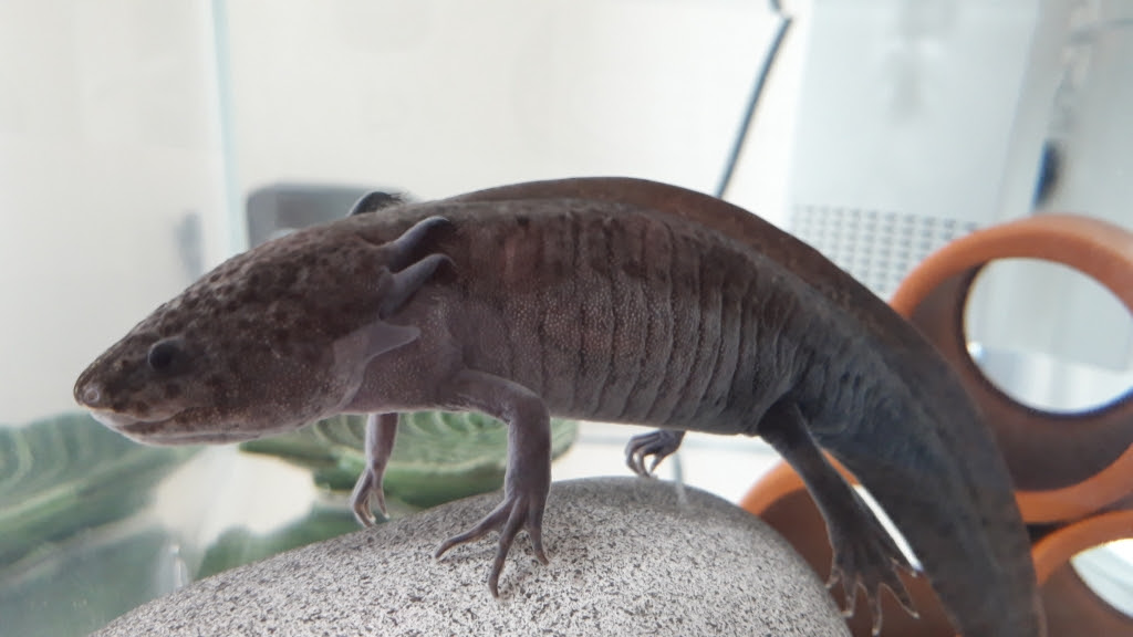 年04月の記事 もりた動物病院 スタッフブログ