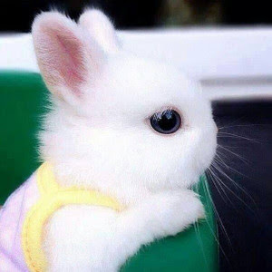 画像 可愛い動物達 癒されるモフモフ Naver まとめ