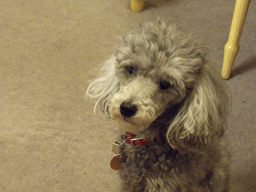 image from www.flickr.com