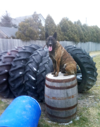 Dutch Shepherd Reputable Breeder serving Windsor Ontario, Essex County ...