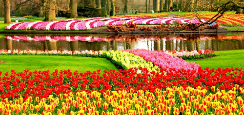 le-hoi-hoa-keukenhof-tai-amsterdam-1