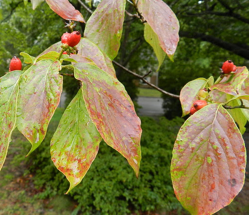 naturenoteDSCN9038