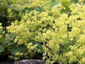 レディスマントル 自然と暮らす ハーブ