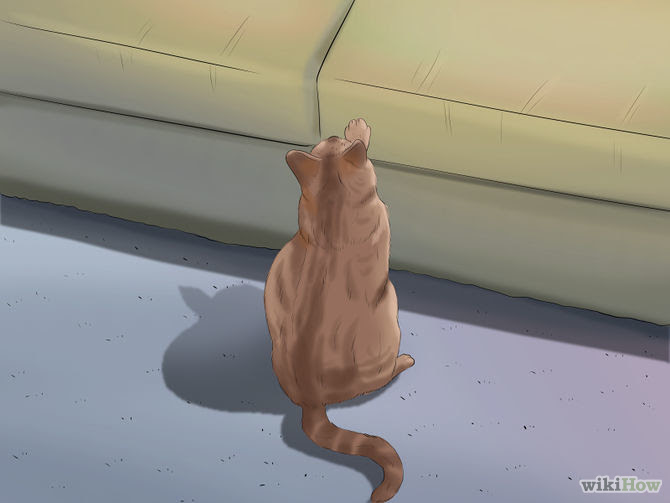 Take Care of a Cat Step 10.jpg