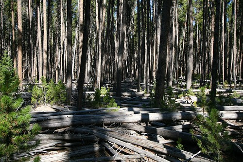 Lodgepole Pine Forest