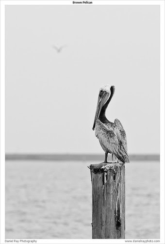 Brown Pelican
