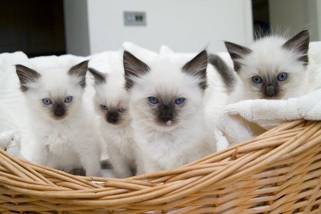 Basket Of Rag Doll Kittens