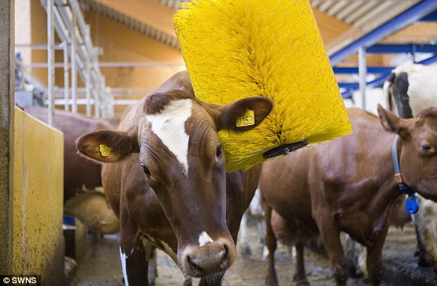 Cow wash