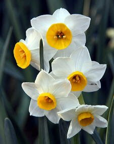 花 スイセン 1月2日の花言葉 スイセン 魅る魅るガーデニング