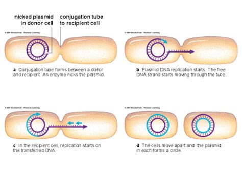 dbeb bacterial conjugation