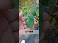 70以上 トマト 葉っぱ 白い���様 288335-トマト 葉っぱ 白い模様