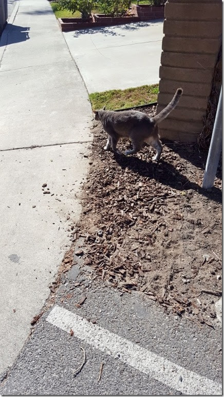 not toby (450x800)