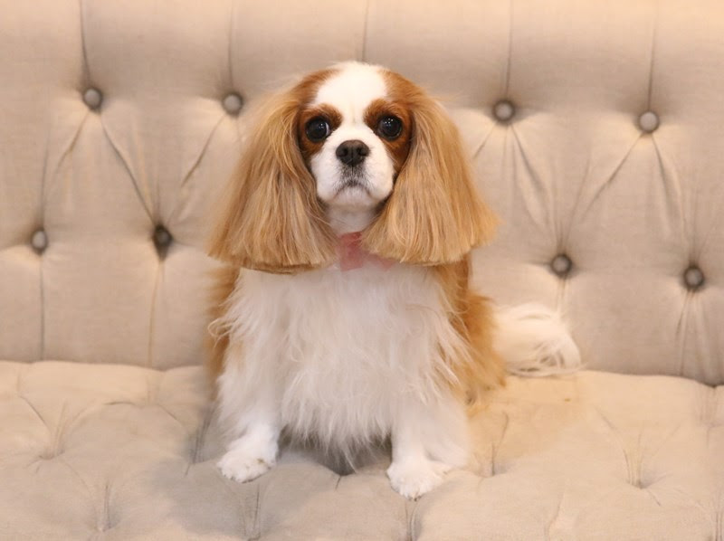 ギャラリー キャバリアのシェルちゃん Trimming Salon Choco Mo