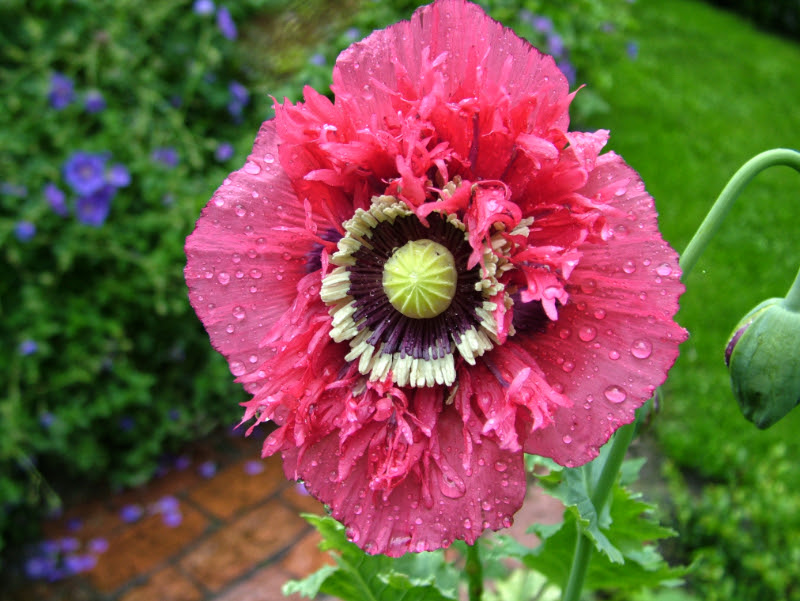 Gartentipps