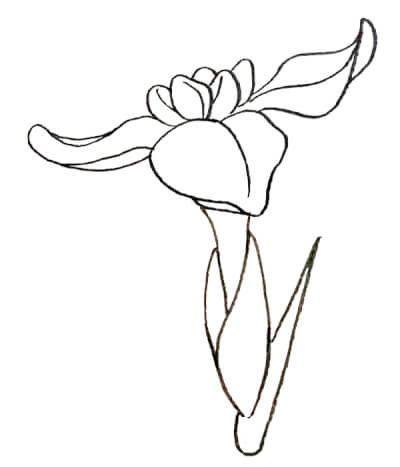 花菖蒲 はなしょうぶ の和風 浮世絵風イラストの描き方３ステップ 似顔絵映画浮世絵師