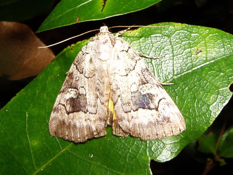 Underwing