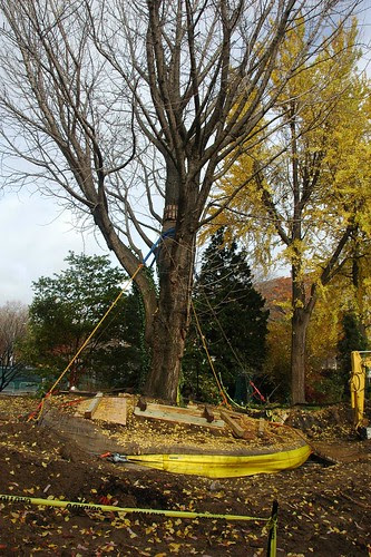 Ginkgo biloba mobile