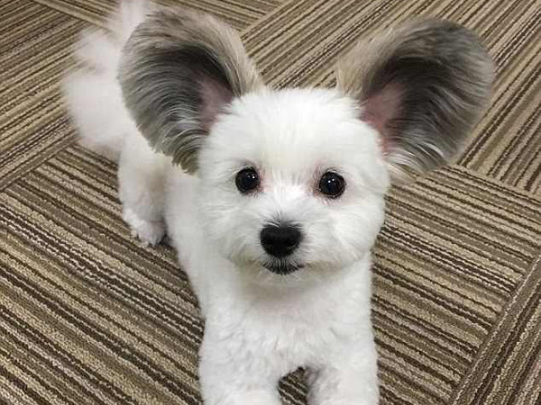 日本の犬 ミッキーのような丸い耳で人気 中国網 日本語