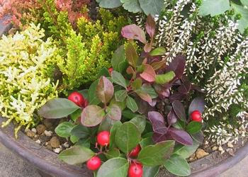 クリスマスローズ ニゲル コロキア カルーナ ベリーの寄せ植え