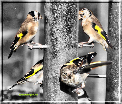 Goldfinches