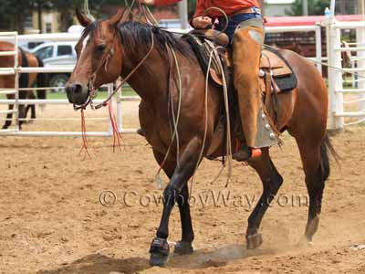 recognizing horse colors with pictures