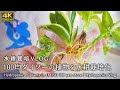 [コンプリート！] 観葉植物 水栽培 252416-観葉植物 水��培 カビ