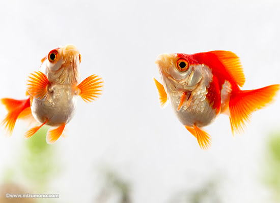 プロに聞く エサやりのコツ さかなの健康を考える食事の選びかた 熱帯魚のことなら みずものコム