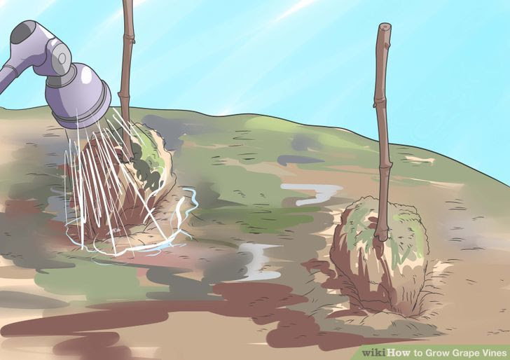 Grow Grape Vines Step 8 Version 2.jpg