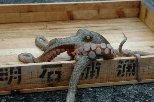 特集 新しい大阪湾づくり われらの 里海 大阪湾の今を知ろう Vol4なぎさ海道 なぎさ海道
