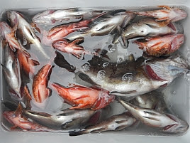 もっと美味しく食べたい 釣った魚のお持ち帰り方いろいろ へた釣り こむ