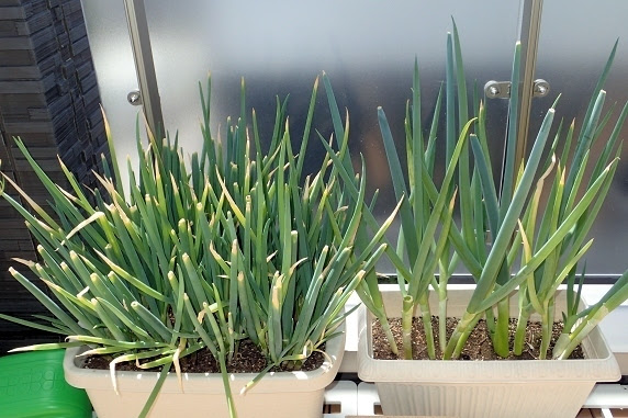 九条太ネギの植え替え ぁぃの飼育ブログ