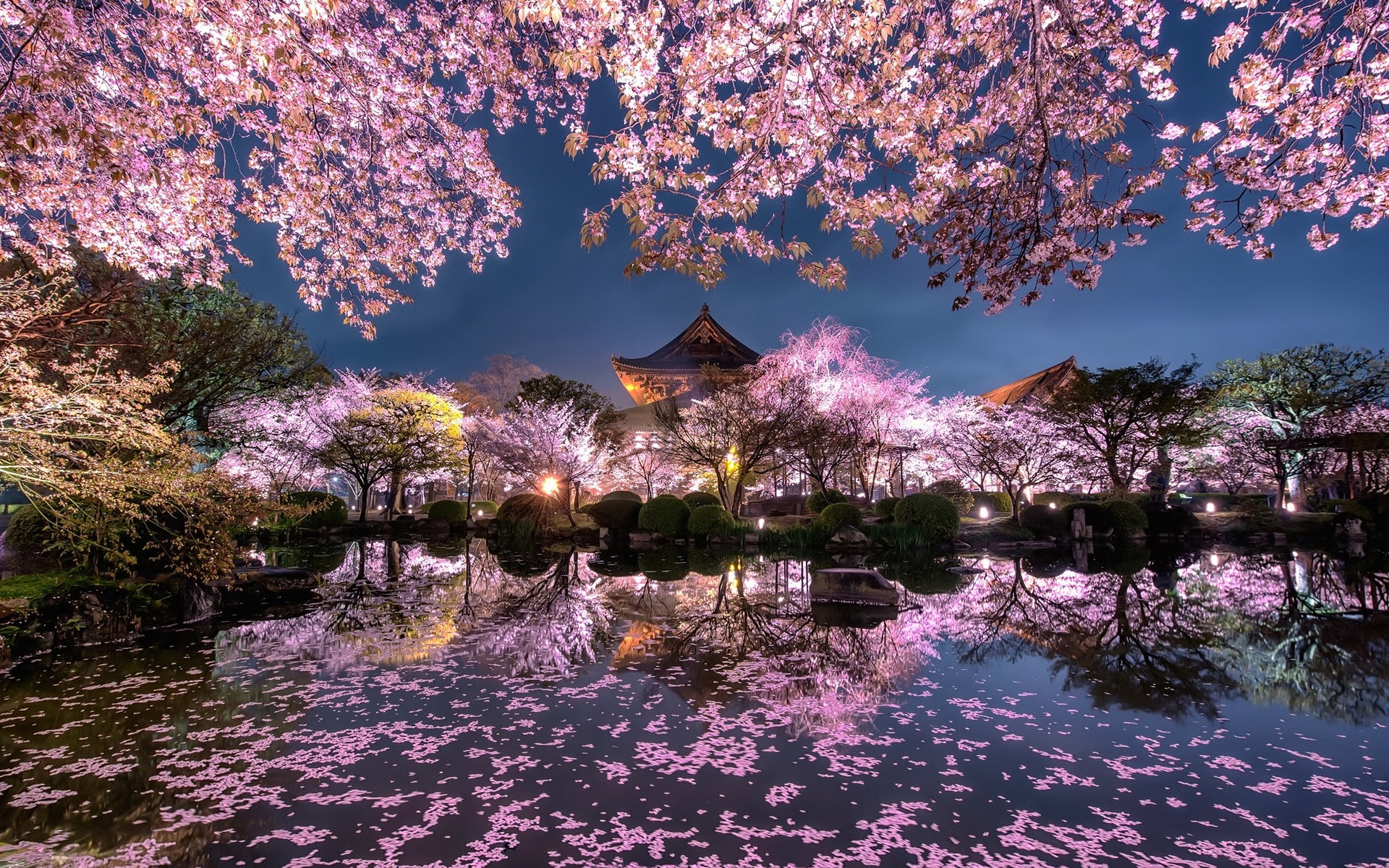 Japanese Sakura Wallpaper 1920x1200 56742 - Baltana