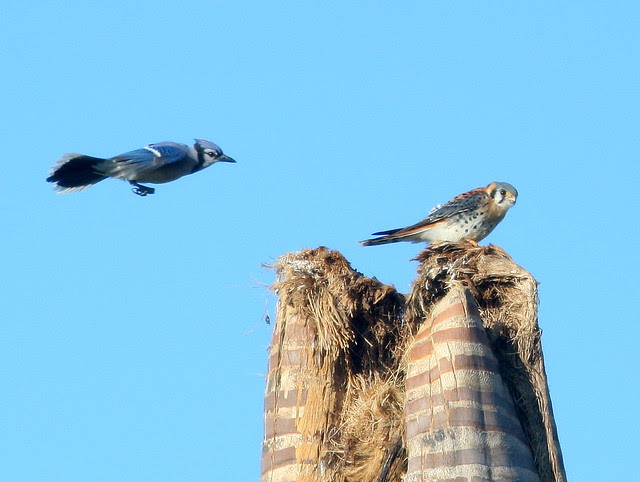 Blue Jay and Kestrel 2-20101210