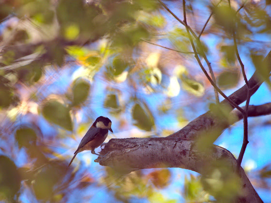 うららkaブログ版