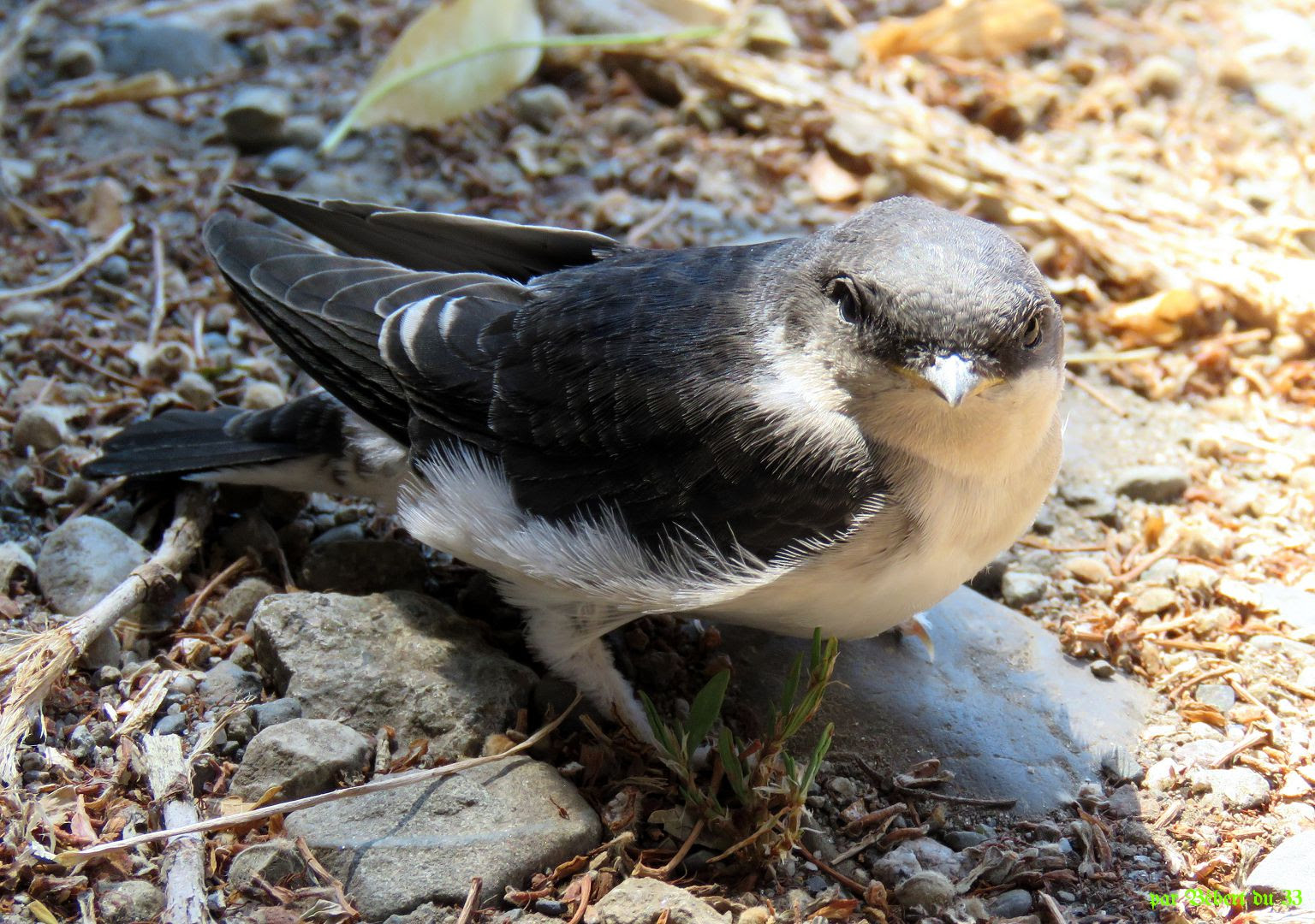 Un Rapace Chez Bebert Du 33