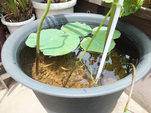 花ハス 蓮 の育て方 その2 メダカが泳ぐハス鉢ビオトープ作り