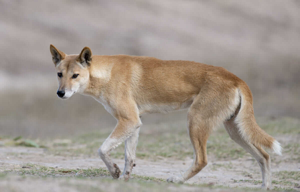 Black Dingo pictures, High quality Dingo pictures, Dingo s images, Dingo wallpapers