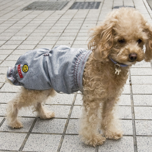 大人気犬猫腹巻 再入荷しました Weekly Birdie