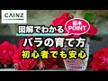 選択した画像 バラ 地 植え 時期 902418-バラ 地植え 時期