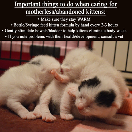 Caring for Abandoned Kittens - The Cat's Meow Rescue Caring for Abandoned Kittens - The Cat's Meow Rescue