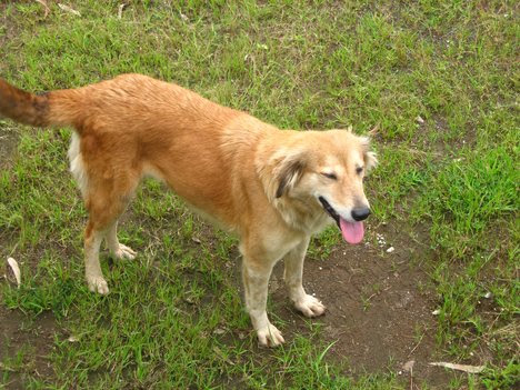 Every dog should learn simple commands - Worldnews.com