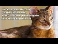    MENGENAL KUCING ABYSSINIAN, Kenali ciri-ciri, karakteristik, kepribadian dan cara merawatnya.