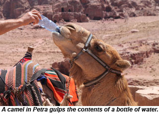 A camel in Petra, Jordan. A camel in Petra, Jordan.